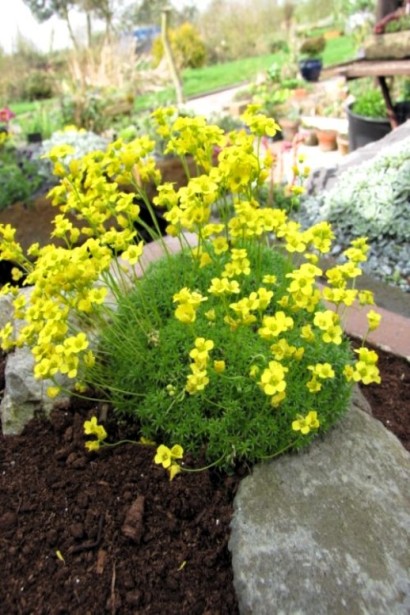 Крупка кавказька багаторічник